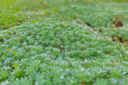 Covor Sedum — Acoperiș Verde, soluția sustenabilă!