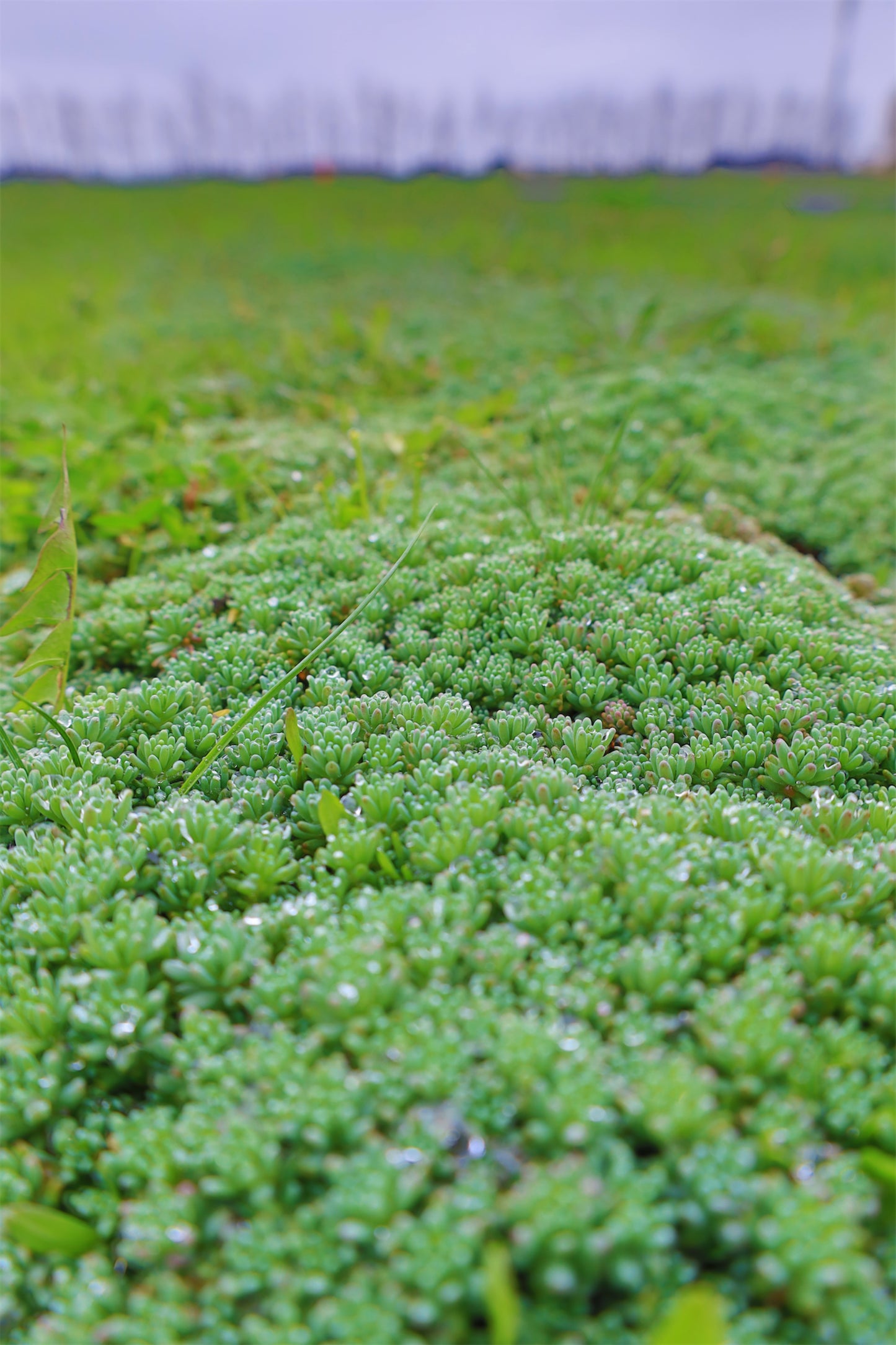 Covor Sedum — Acoperiș Verde, soluția sustenabilă!