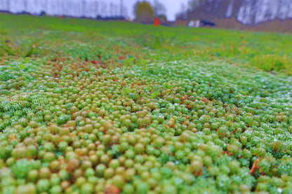 Covor Sedum — Acoperiș Verde, soluția sustenabilă!