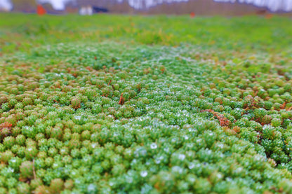 Covor Sedum — Acoperiș Verde, soluția sustenabilă!