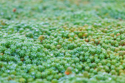 Covor Sedum — Acoperiș Verde, soluția sustenabilă!