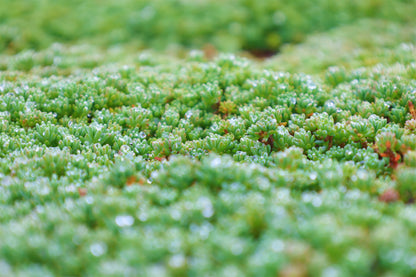 Covor Sedum — Acoperiș Verde, soluția sustenabilă!