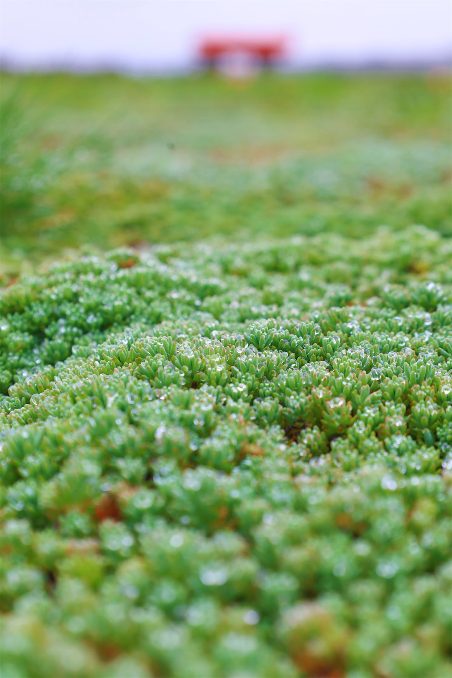 Covor Sedum — Acoperiș Verde, soluția sustenabilă!